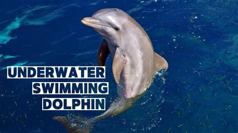 Dolphin In Undewater Is Here To Staydolphin Incredible Dolphin