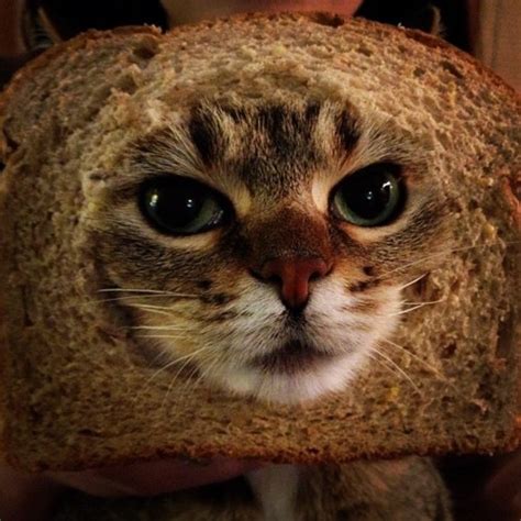 Breaded Cats Cats Cute Funny Animals Cute Animals