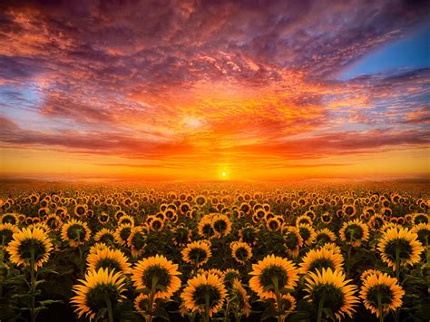 Sunset Red Sky Cloud Field With Sunflower Hd Desktop Wallpaper For