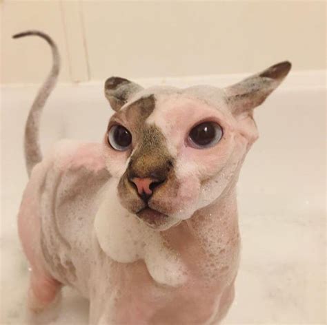 Cutest Little Sphynx Cat Rcats