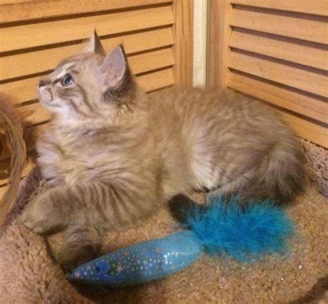 Ragdoll kittens for sale in mi. Seal Mink Lynx Ragdoll Kitten for Sale in Temperance ...