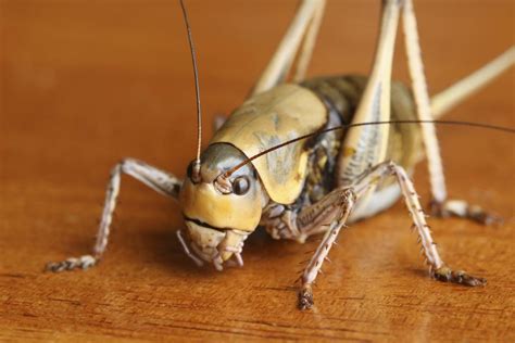 Utterly Astonishing Facts About Crickets