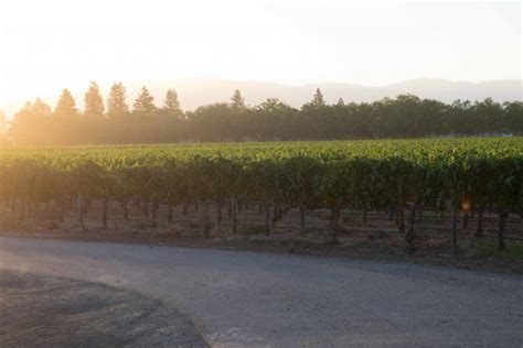 An Iconic Vineyard Freemark Abbey Winery