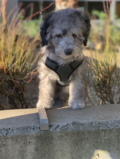 Cherry lane labradoodles, breeder of multigeneration australian labradoodles in southern oregon, usa has mini and medium labradoodle puppies for sale. Available Merle Australian Labradoodle and Mini ...