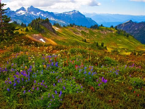 Nature Landscape Spring Flowers Mountain Peaks With Snow