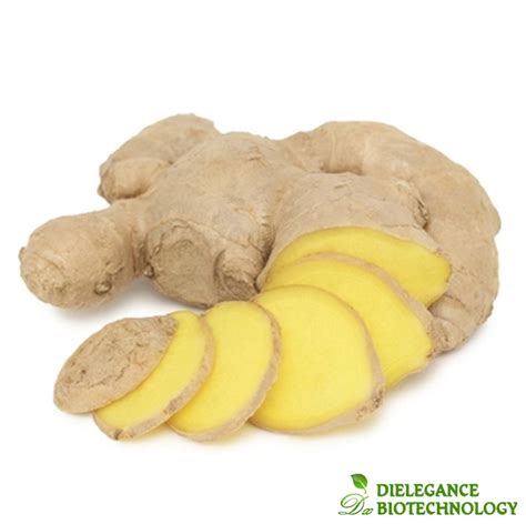 Ginger Root Extract Bulk Wholesale Gingerol Extract Supplier Dielegance
