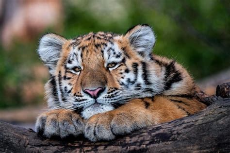 Premium Photo Cute Siberian Tiger Cub Panthera Tigris Altaica