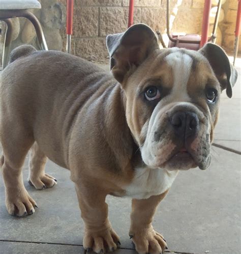 English Bulldog Puppies For Sale | Norco, CA #292165