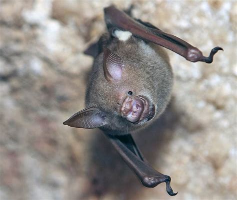 8 Animals That Live In Caves Animal Stratosphere