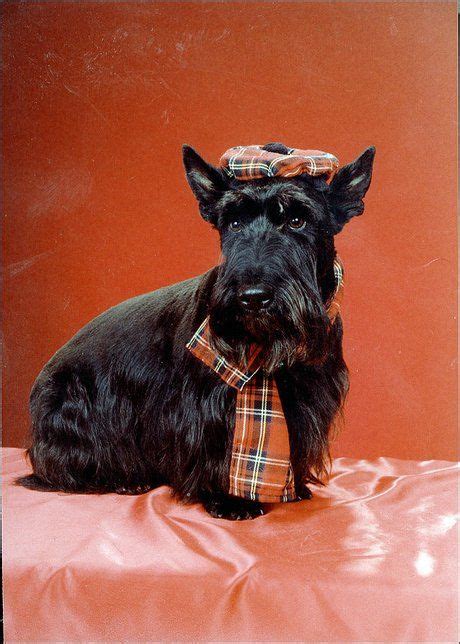Pin By Penny Lotterhos On Scotties Scottie Dog Scottish Terrier Pets