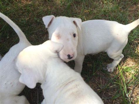 However, free miniature bull terrier dogs and puppies are a rarity as rescues usually charge a small adoption fee to cover their expenses (usually less than $200). Miniature Bull Terrier Puppies for Sale in El Paso, Texas ...