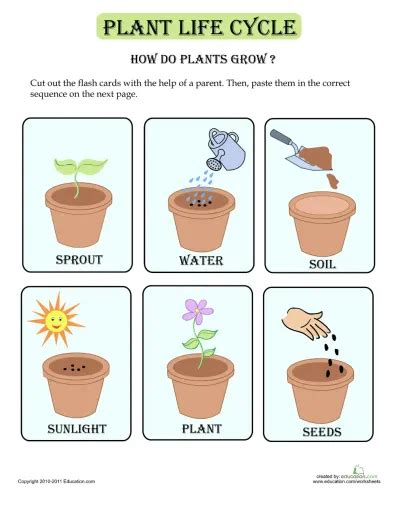 Life Cycle Of A Plant Sequencing Worksheet