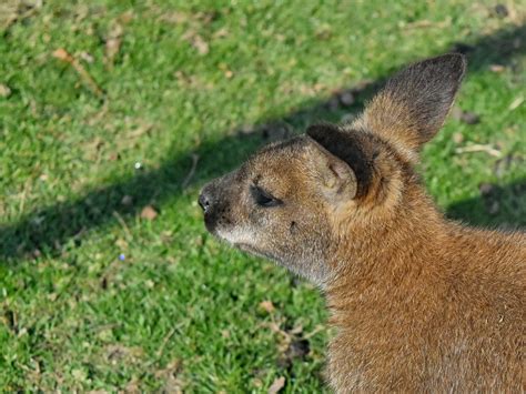 Free Picture Australia Kangaroo Rodent Fur Wildlife Wild Animal