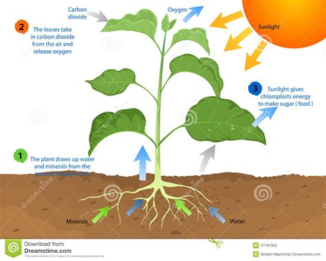 Check spelling or type a new query. Photosynthesis stock illustration. Illustration of ...