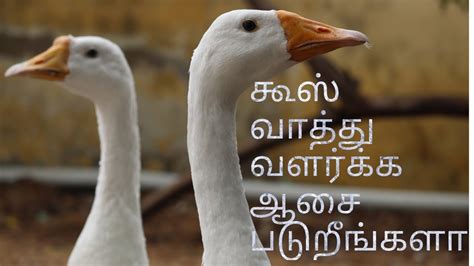 Goose Vaathu Valarpu Goose Vaathu Tamil My Darlig Pets Goose