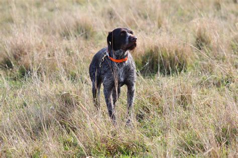Florida Palmetto Navhda Versatile Hunting Dog Training In 2020
