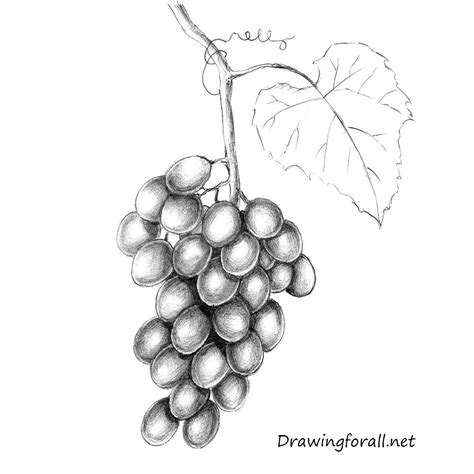 Though in this example there aren't really. How to Draw Grapes | Drawingforall.net
