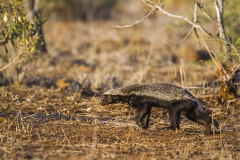 Honey Badger In Kruger National Park South Africa Stock Image Image