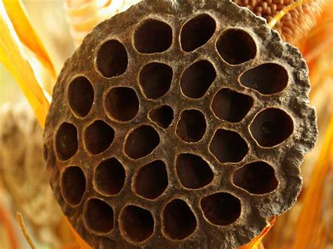 What Does Trypophobia Mean Tech And Science By