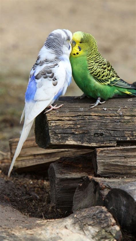 Budgie Love Iphone 5 Wallpapers Backgrounds 640 X 1136 Birds