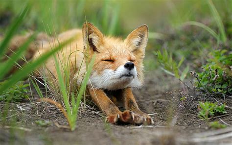 Hd Wallpaper Fox In Grass Animals Foxes Wallpaper Flare