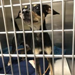 Kansas City, Missouri - Chihuahua. Meet Benji, a for ...