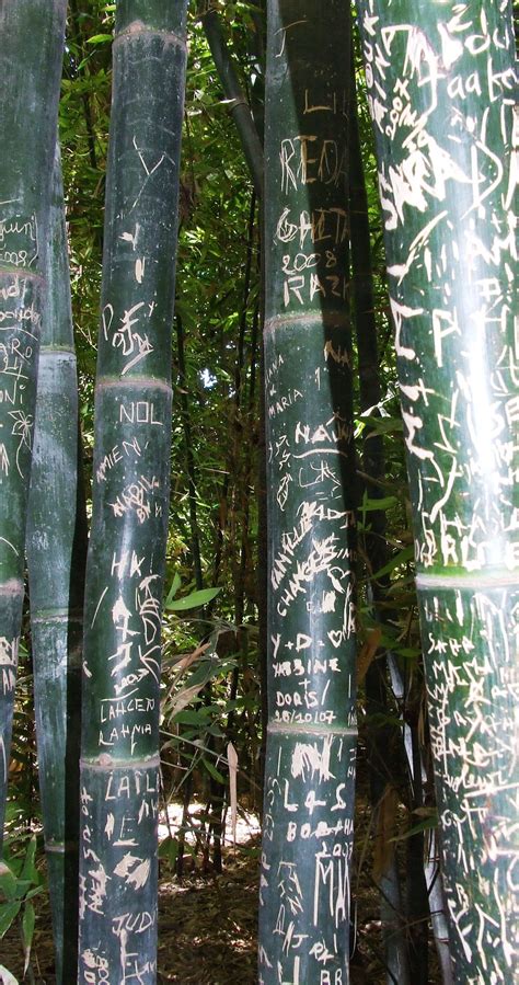 Bamboo forest graffiti | Bamboo art, Bamboo texture, Bamboo plants
