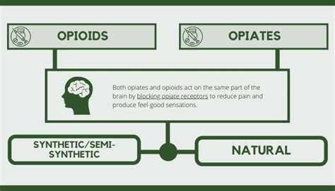 opioids vs opiates similarities and differences woburn wellness
