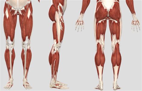 Gross Anatomy Lower Limb Diagram Quizlet