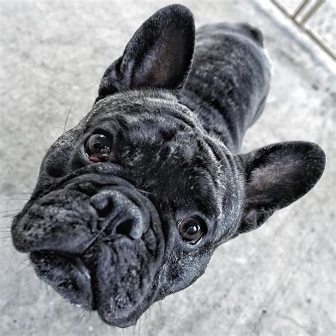 Prolapsed urethra in bulldogs and french bulldog puppies. BullDog Shipping Rates & Services
