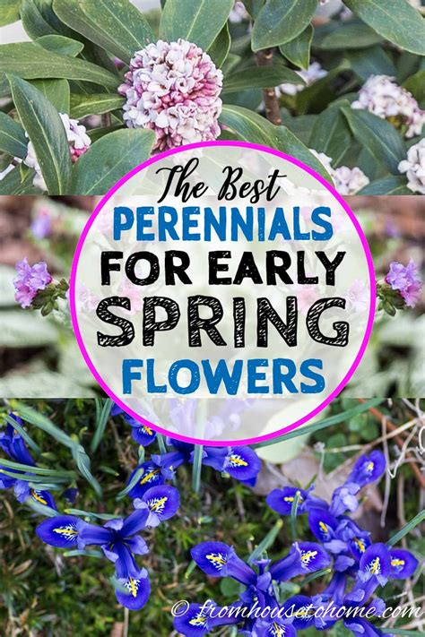 The Best Perennials For Early Spring Flowers