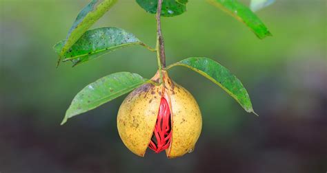 Nutmeg More Than Just A Holiday Spice Farmers Almanac Plan Your
