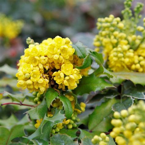 One Good Plant For A Ground Cover Is The Mahonia Dig It Right Dig
