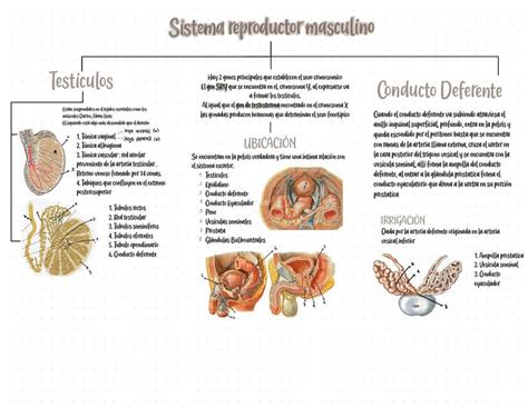 Aparato Reproductor Masculino Mapa Conceptual Udocz Images And Photos Finder