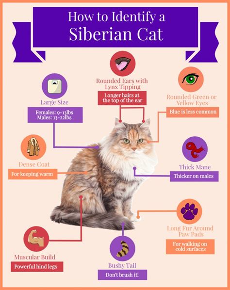 How To Identify A Siberian Cat Infographic Siberian Cats