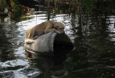 Photos Animals Caught In The Fury Of Floods News