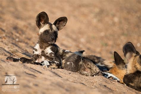 To see more click on pic. African Wild Dog pup. | Wild Scenics