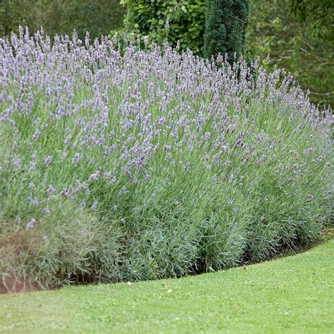 Growing Lavender The Complete Guide Lavender Tips