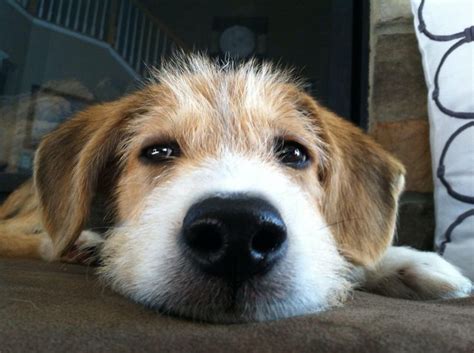 beagle wire hair terrier mix puppy pinterest terrier mix terriers  beagles
