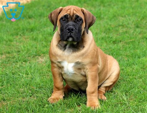 Advertise, sell, buy and rehome boerboel dogs and puppies with pets4homes. Chris | Boerboel - South African Puppy For Sale | Keystone ...