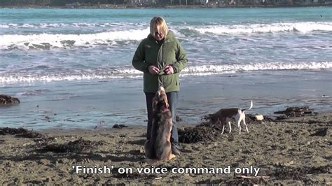 Dog Obedience Tug Toy Training Recalls Youtube