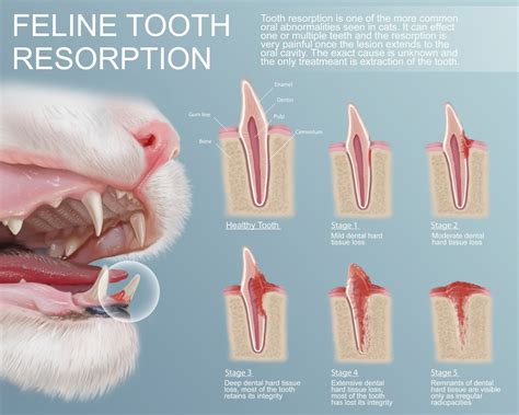 Anastasiya Kurylyuk Feline Tooth Resorption