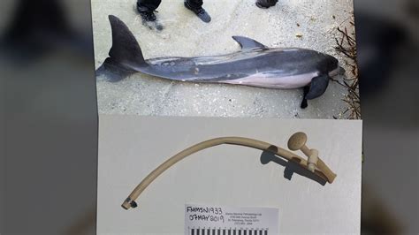 florida encontraron una manguera de plástico dentro del estómago de un delfín muerto infobae