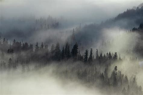 Mystical Fog And Trees Photograph By Lynn Hopwood Fine Art America