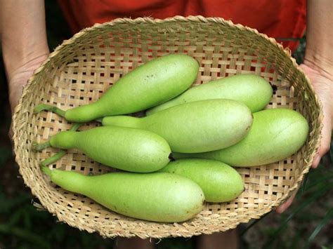 Bottle Gourd Vegetable Meaning In Malayalam Best Pictures And Decription Forwardset Com