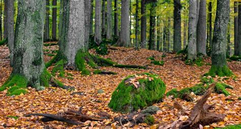 Forest With Moss Covered Stones Stock Photo By ©loriklaszlo 118248298