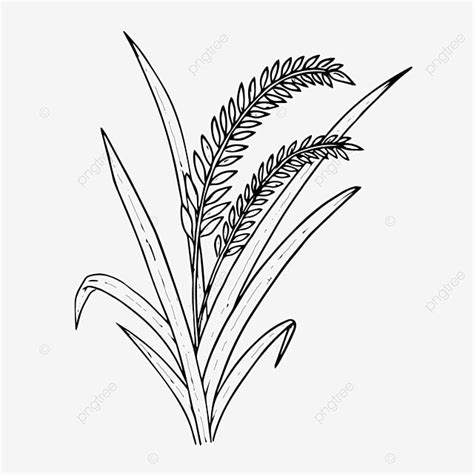 Paddy Plant Sketch Paddy Rice Flower Png And Vector With Transparent