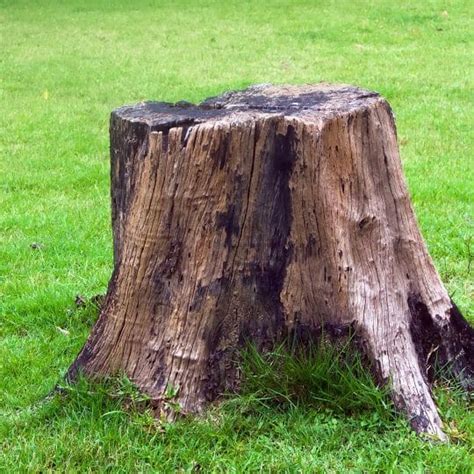 Things To Do With Tree Stump In Yard