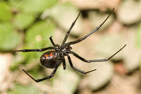 So how deadly are these animals? iStock_000009415660_Large - Florida's Poison Control Centers