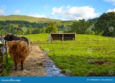 Hamish The Highland Cow In Kilmahog Scotland Stock Image Image Of